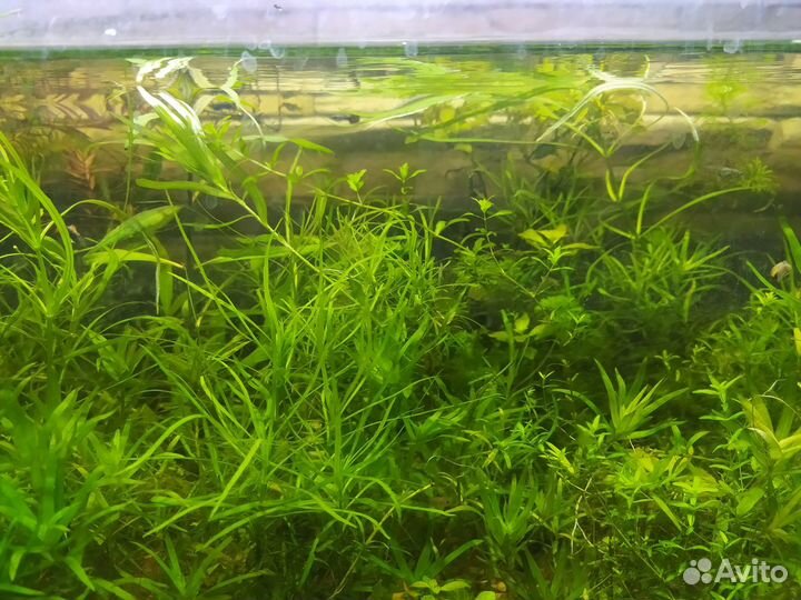 Аквариумные растения набором 8-9 видов