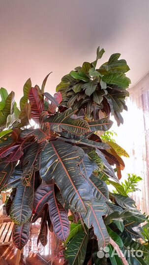 Кротон -Кодиеум пёстрый