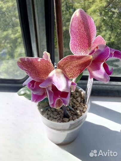 Орхидея бабочка