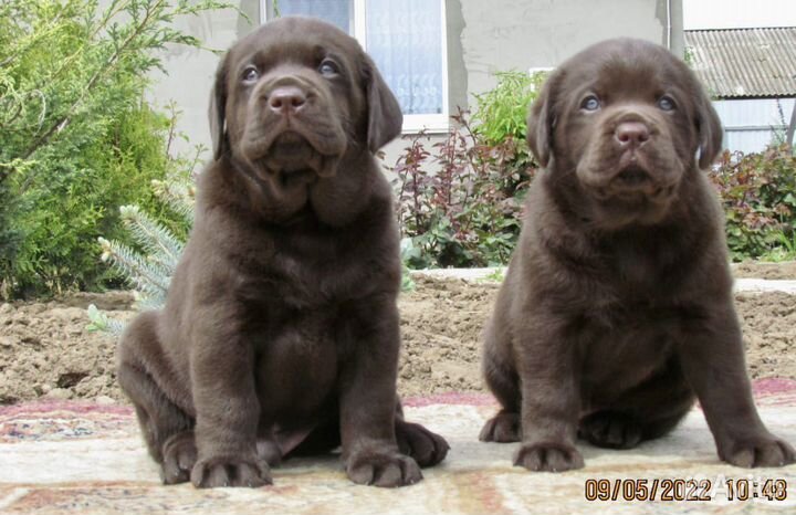 Шикарные щенки лабрадора