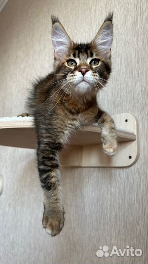 Мейн-кун девочка