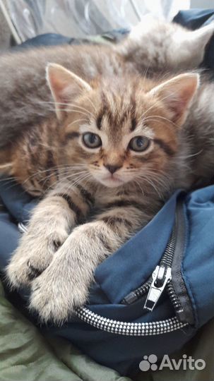 Отдам котёнка