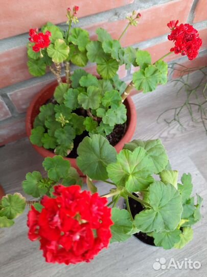 Герань, алоэ тигровый, хатиора