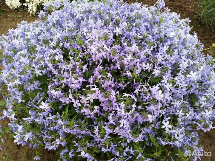 Многолетние цветы