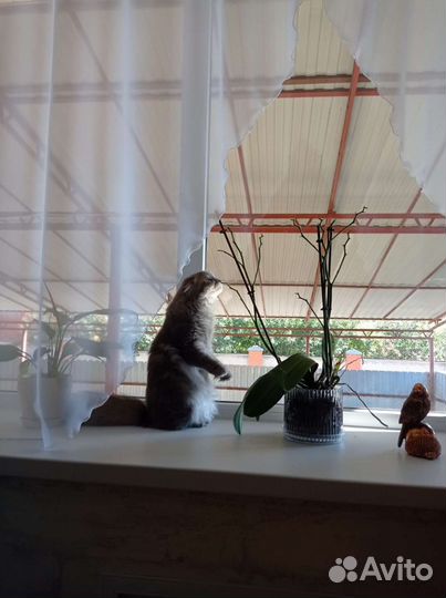 Кошка в дар