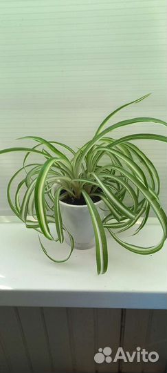 Хлорофитум хохлатый