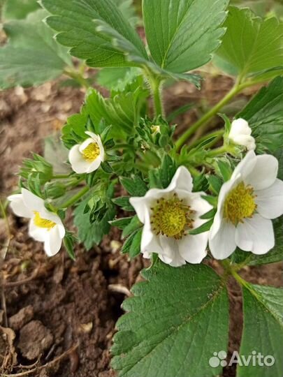 Клубника рассада и не только