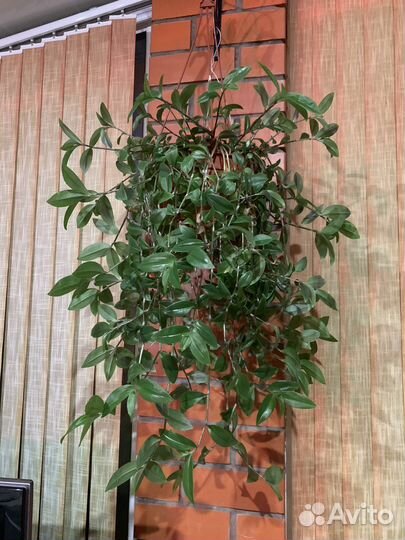 Комнатные растения