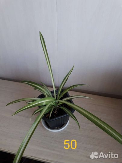 Комнатные цветы разные
