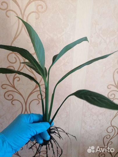 Цветок женское счастье