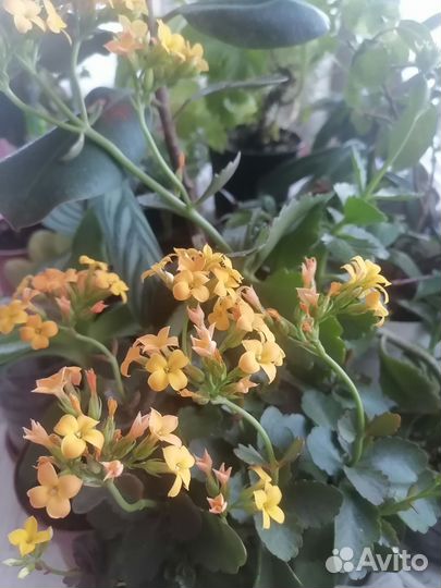 Комнатные цветы