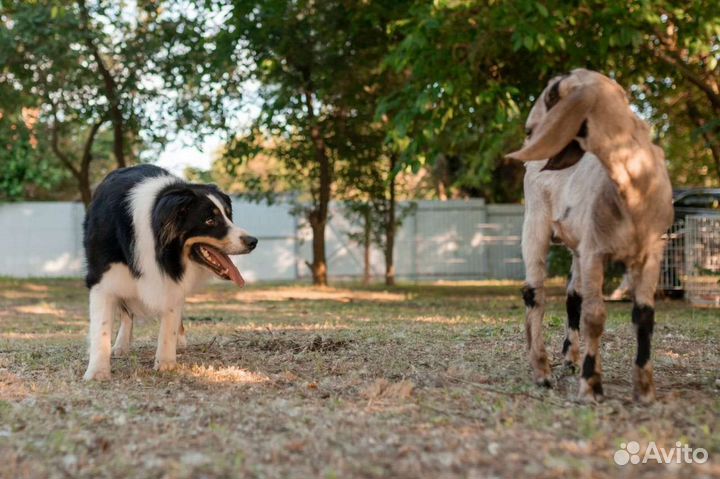 Пастух для Вашей фермы или хозяйства -бордер колли
