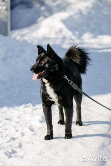 Супер собака