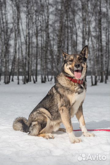 Красивый и активный пёс в заботливые руки