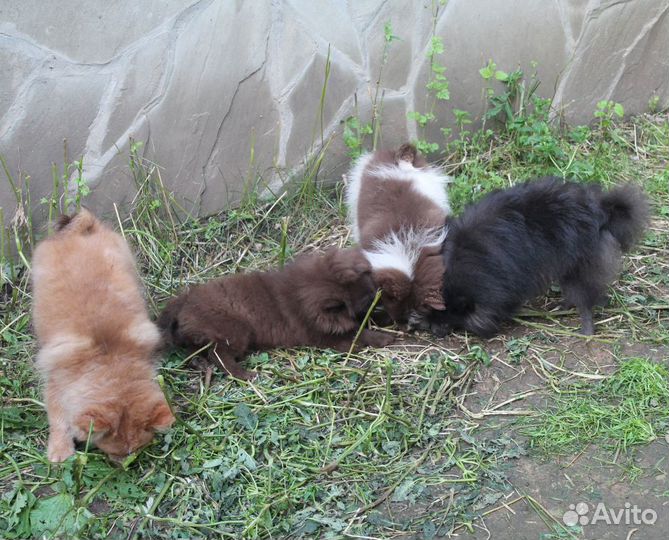 Шпиц парень цветной пати-колор