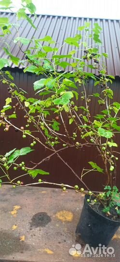 Черная смородина с закрытой корневой системой