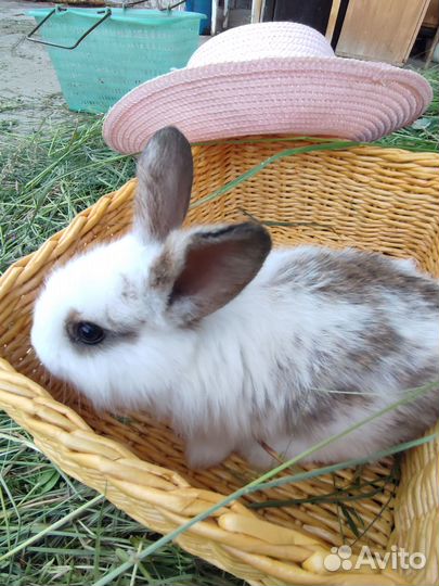 Продам крольчат