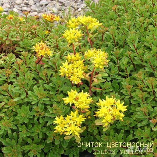 Почвопокровники