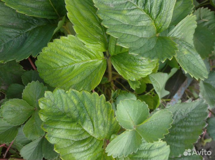 Рассада ремонтантной клубники