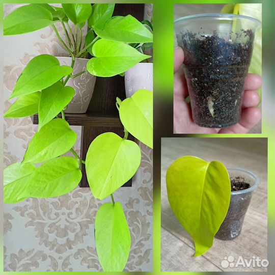 Сциндапсусы