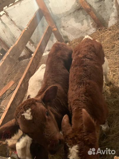 Б телята и бычки