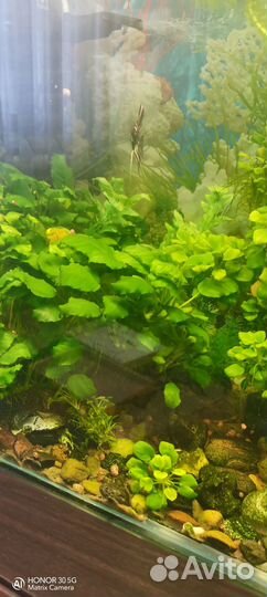 Растение в аквариум