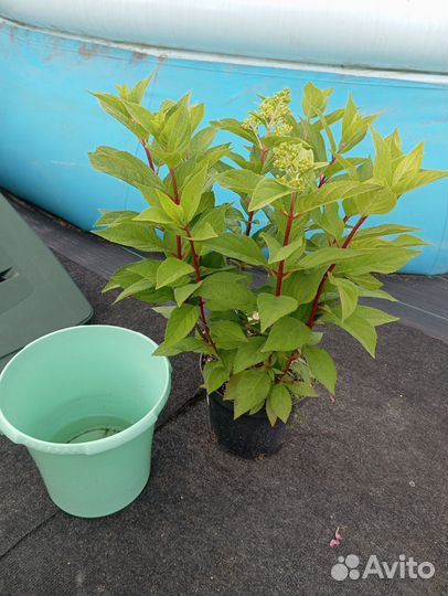 Гортензия Бонфайер