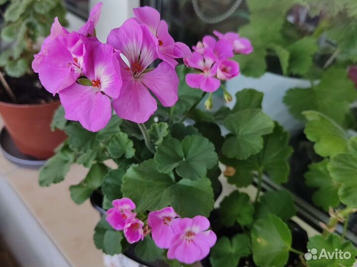 Пеларгония герань