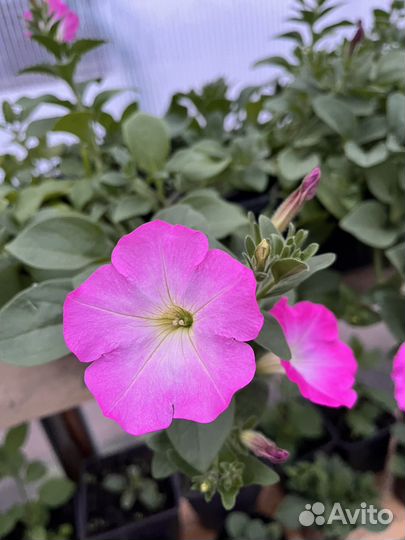 Рассада капусты