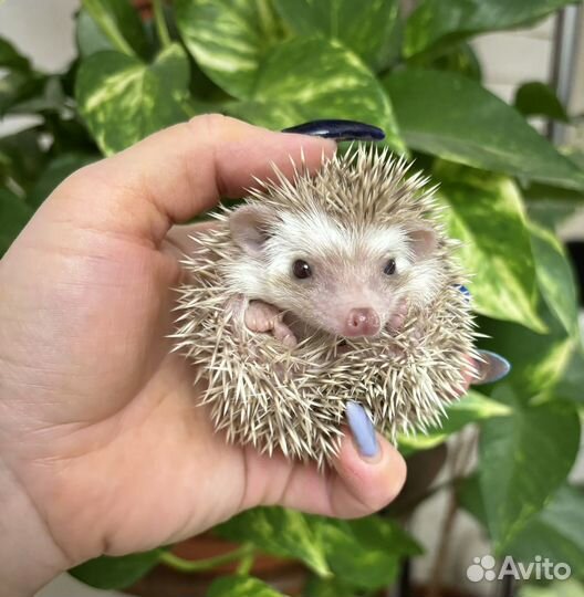 Африканские ручные ежи, милые ежики