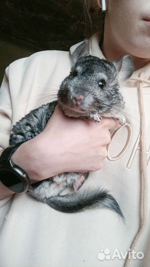 Шиншилла