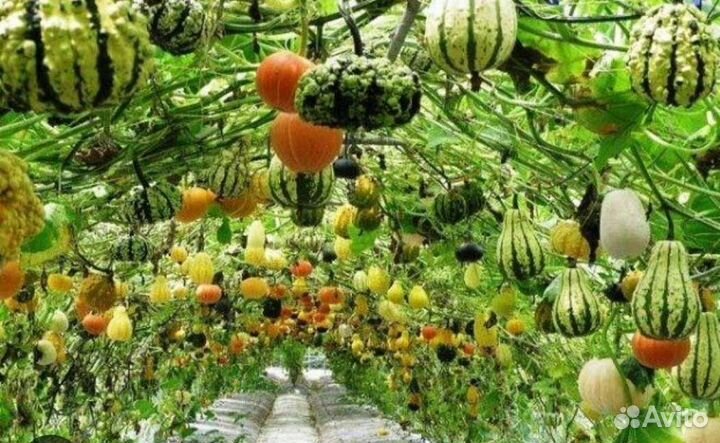 Декоративная тыква семена