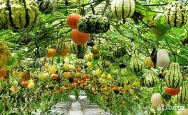 Декоративная тыква семена