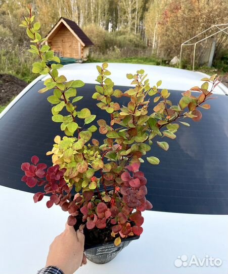 Барбарис Мiх