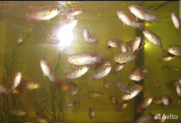 Хромис красавец