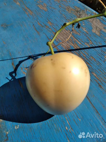 Рассада пепино Консуэло