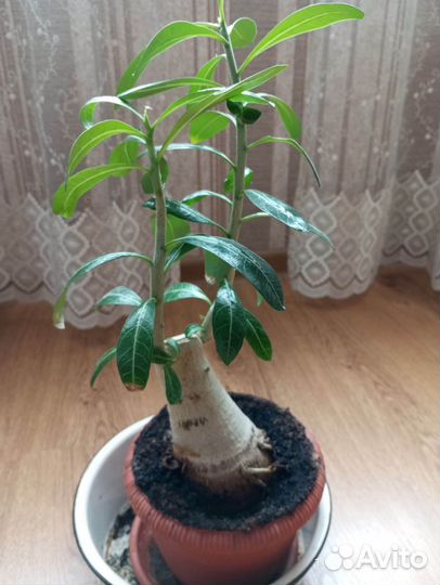 Адениум
