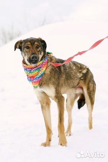 Собаки бесплатно, Люк