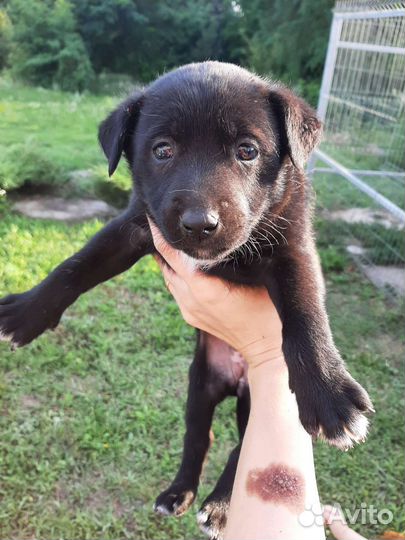 Щенки в добрые руки