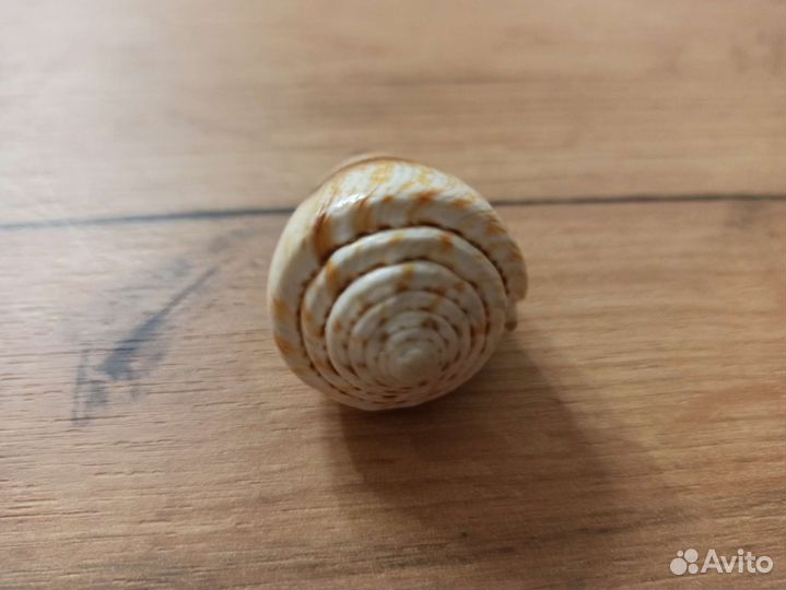 Морская раковина