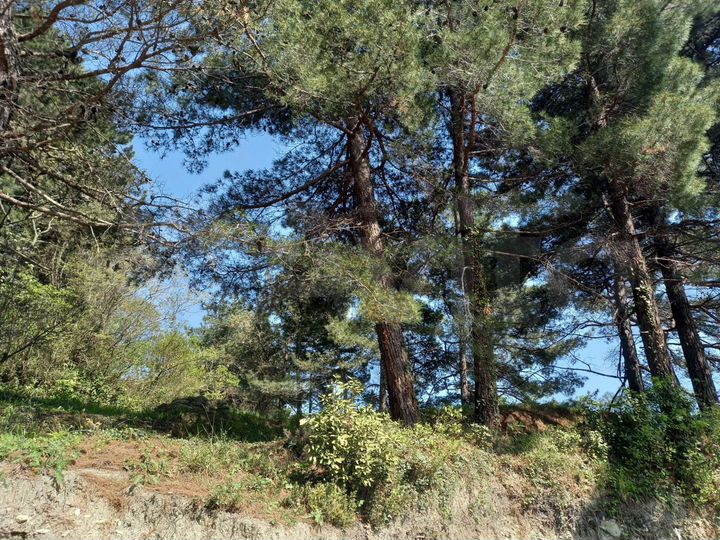 Участок 16 сот. (ИЖС)