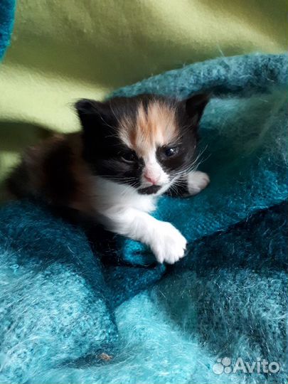 Котенок