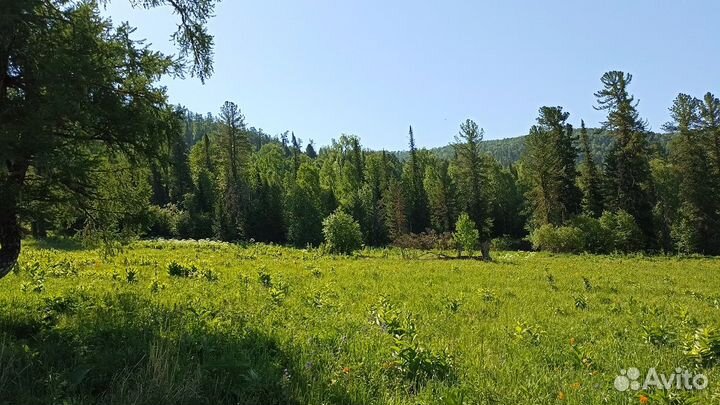 Турпоездка на Алтай летом экспедиции от 5 - 9 дн