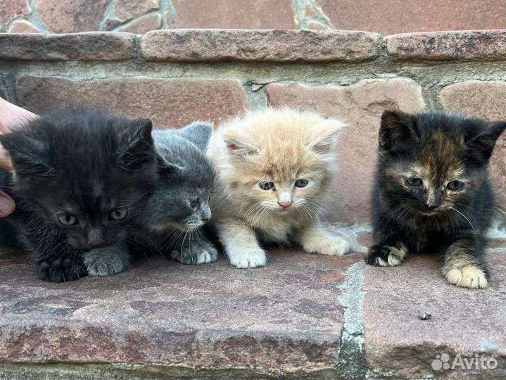 Котята в дар