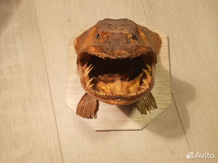 Щука чучело