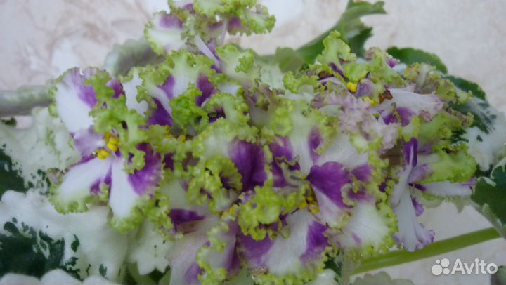 Наборы деток сортовых фиалок. 10шт+ 2 в подарок