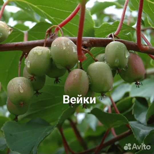 Лианы и вьющиеся