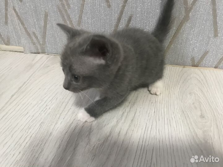 Котятки в добрые руки