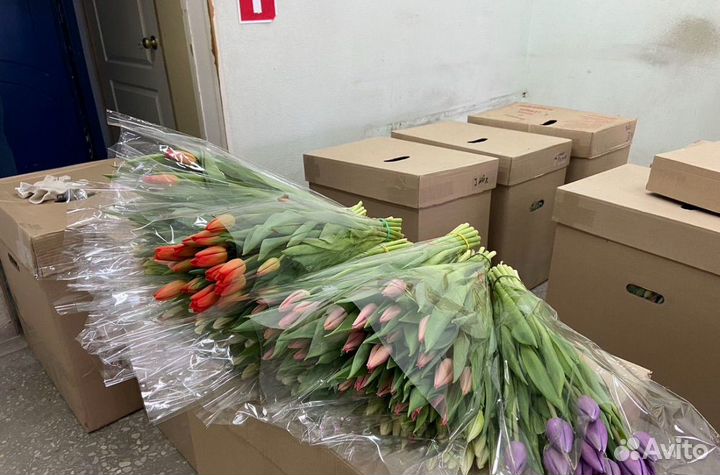 Тюльпаны микс