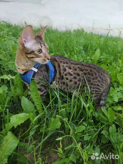 Котята саванна